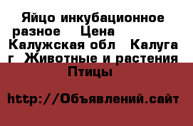 Яйцо инкубационное разное. › Цена ­ 100-150 - Калужская обл., Калуга г. Животные и растения » Птицы   